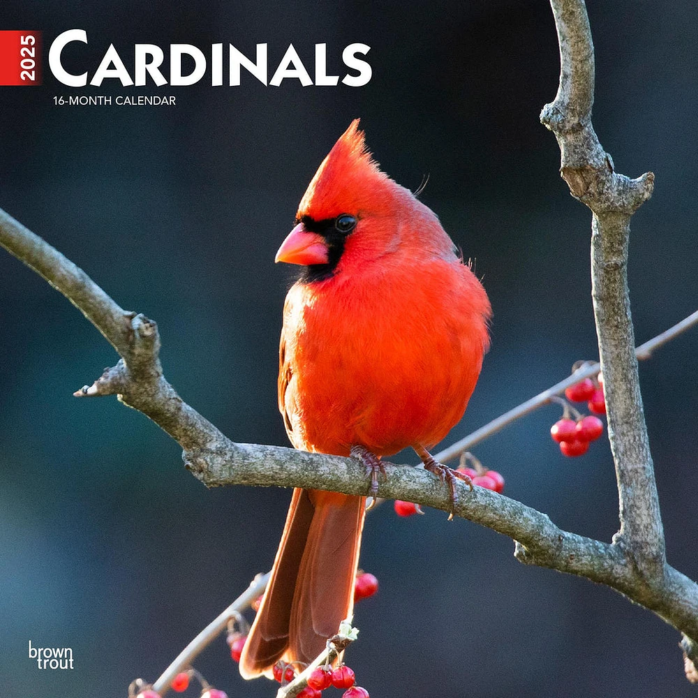 Cardinals Wall 2025 Calendar