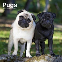 Pugs Wall 2025 Calendar