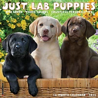 Just Lab Puppies Wall 2025 Calendar