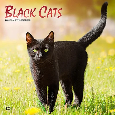 Black Cats Wall 2025 Calendar