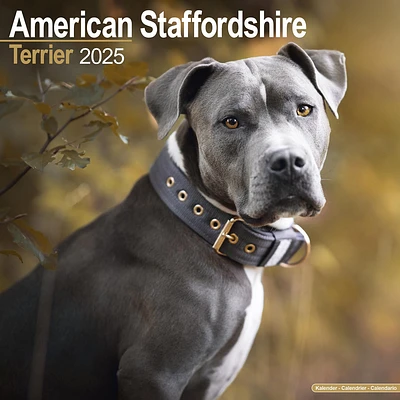 American Staffordshire Terrier Wall 2025 Calendar - Online Exclusive