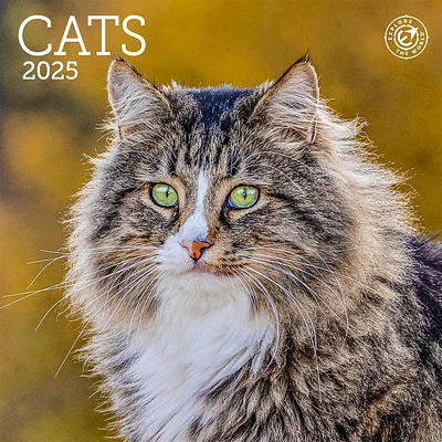 Cats Mini 2025 Calendar