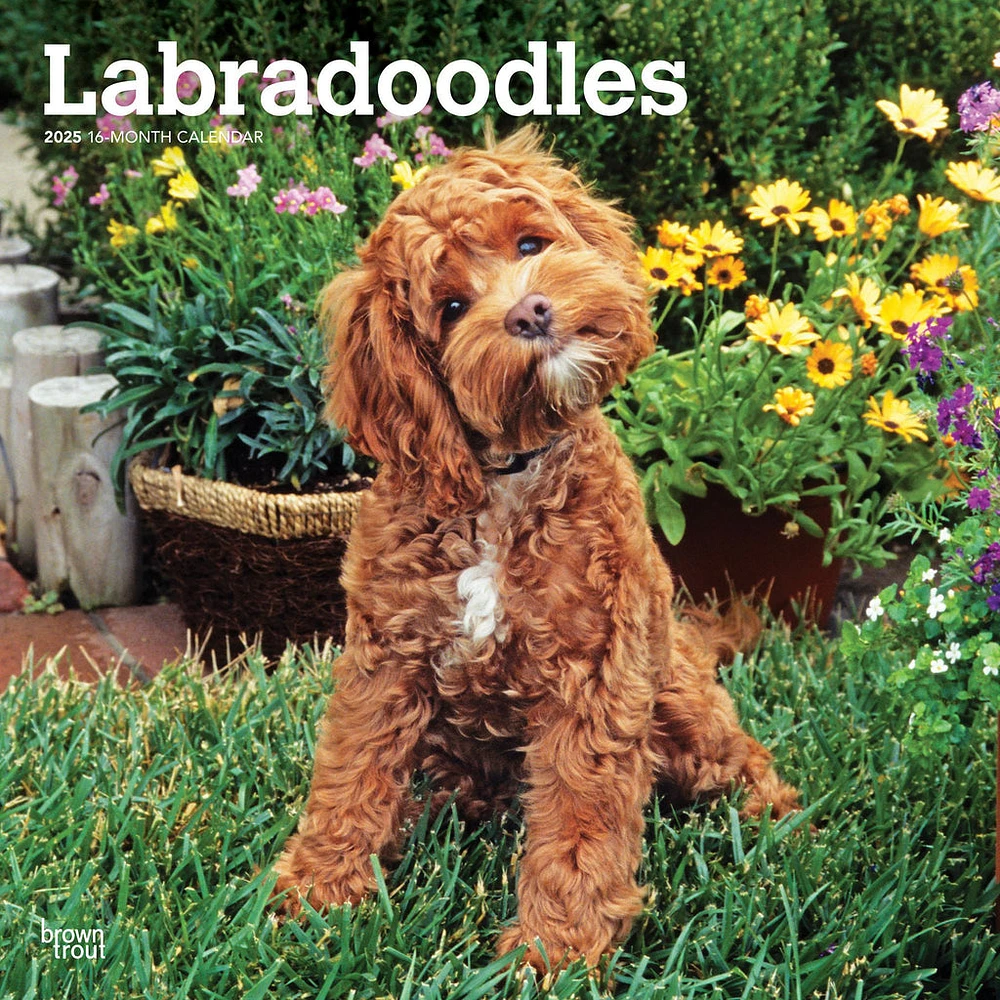 Labradoodles Wall 2025 Calendar - Online Exclusive