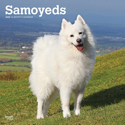 Samoyeds Wall 2025 Calendar