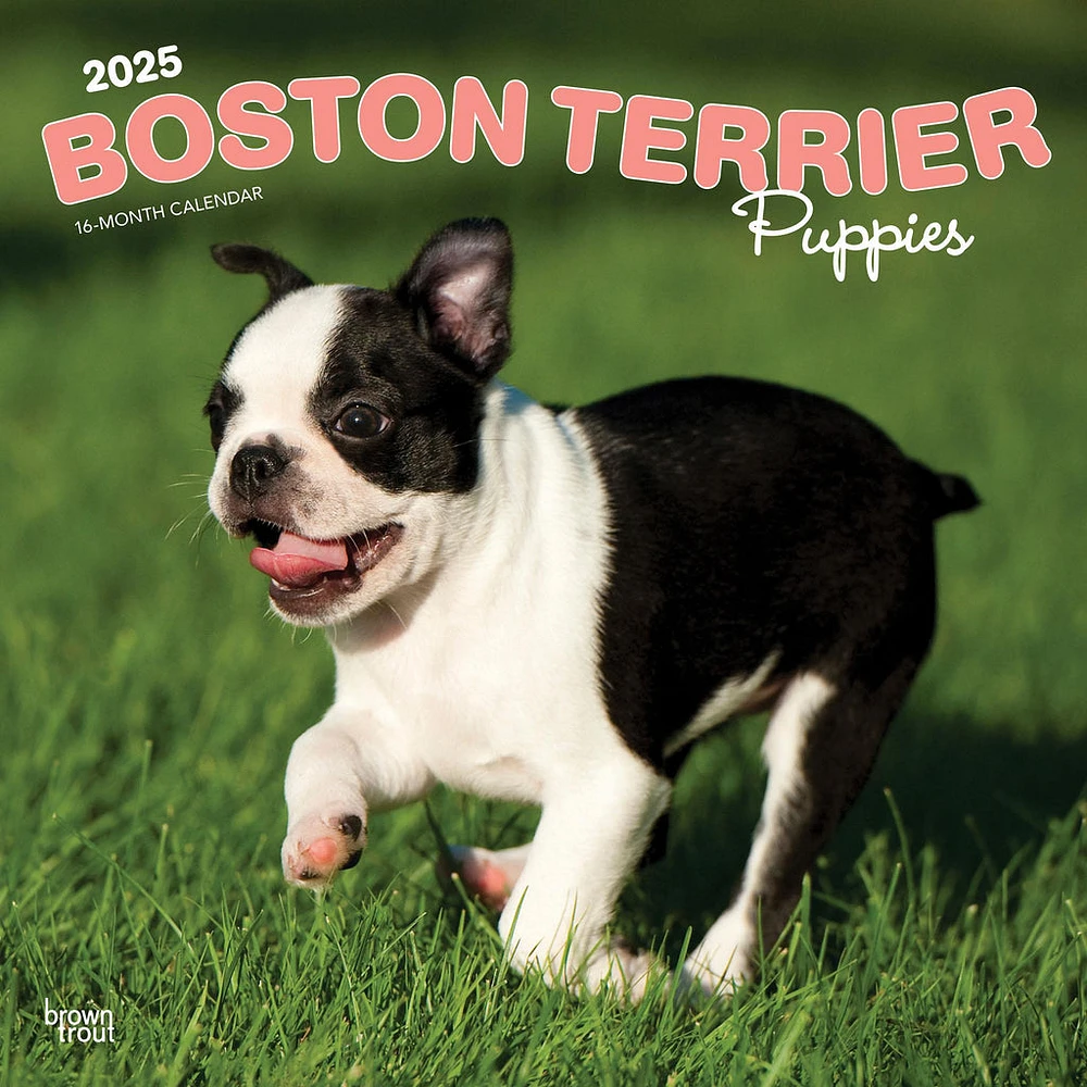 Boston Terrier Puppies Wall 2025 Calendar - Online Exclusive