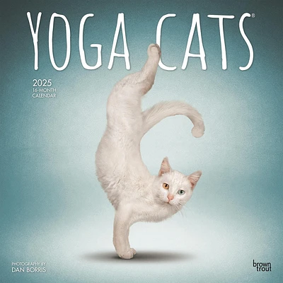 Yoga Cats Wall 2025 Calendar