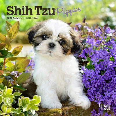 Shih Tzu Puppies Mini 2025 Calendar