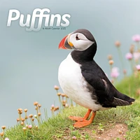 Puffins Wall 2025 Calendar