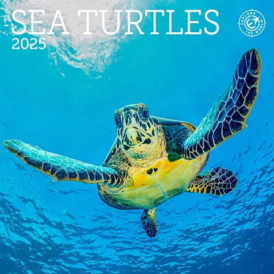 Sea Turtles Mini 2025 Calendar