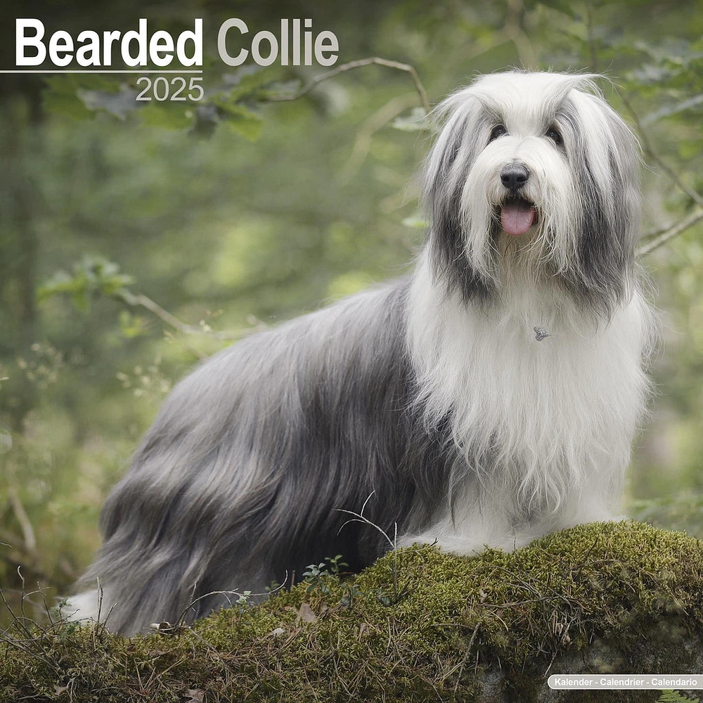 Bearded Collie Wall 2025 Calendar - Online Exclusive