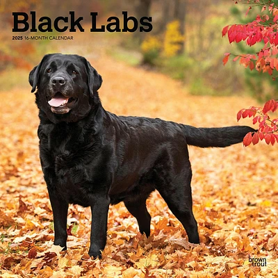 Lab Black Wall 2025 Calendar