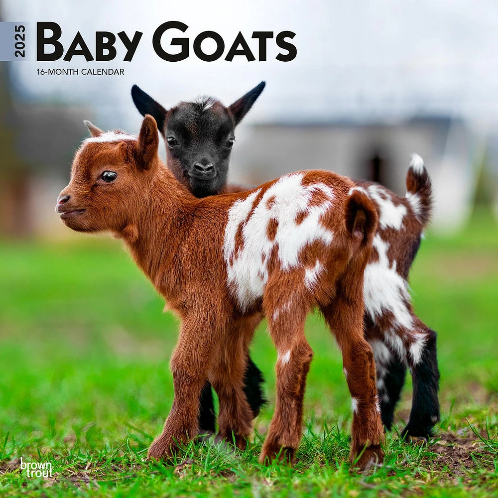 Baby Goats Wall 2025 Calendar