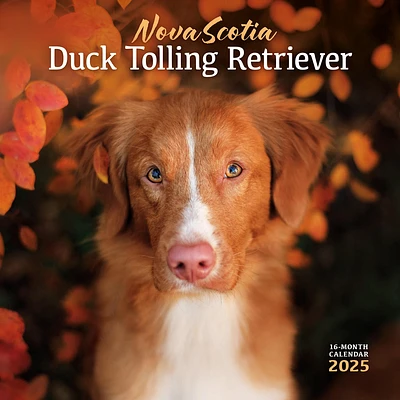 Nova Scotia Duck Tolling Retriever Wall 2025 Calendar