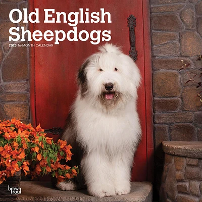 Old English Sheepdogs Wall 2025 Calendar