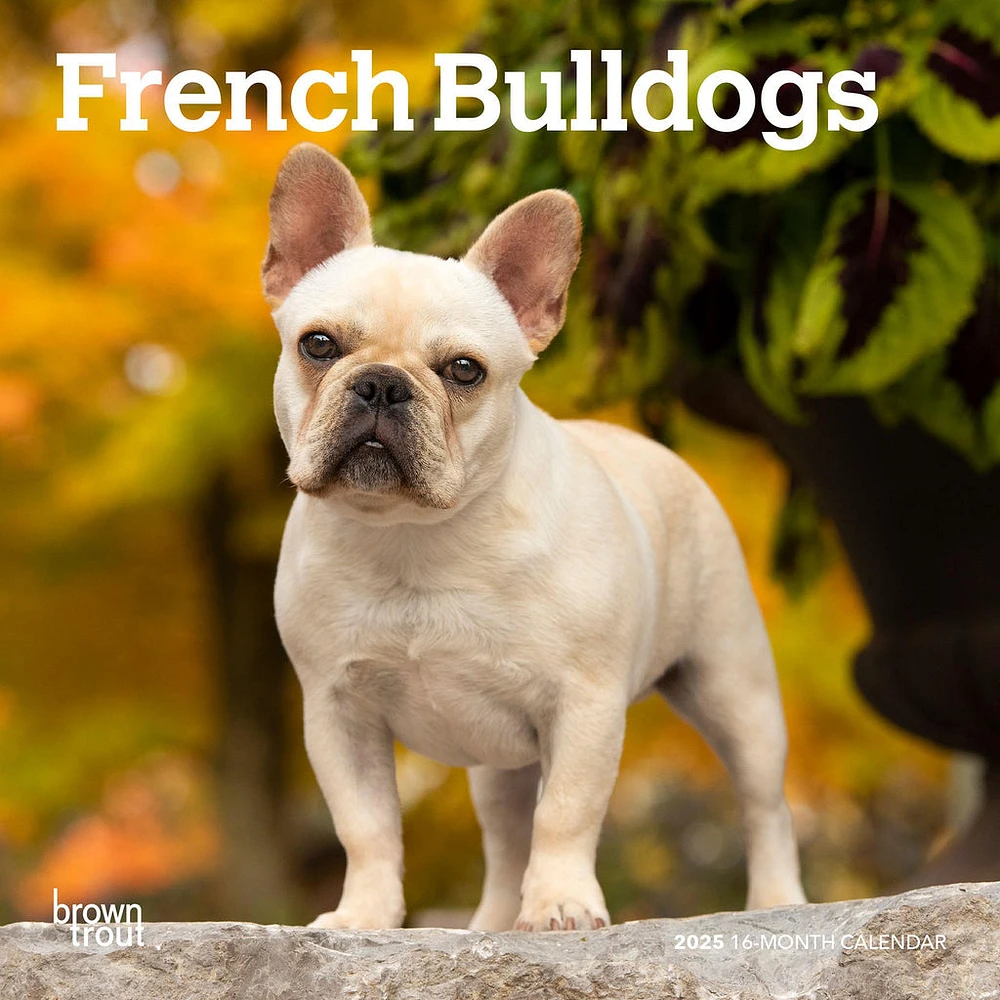 French Bulldogs Mini 2025 Calendar - Online Exclusive