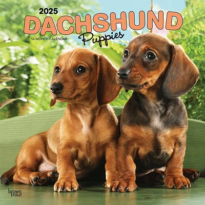 Dachshund Puppies Wall 2025 Calendar