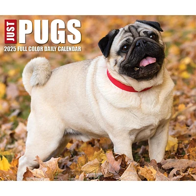 Just Pugs Box 2025 Calendar - Online Exclusive