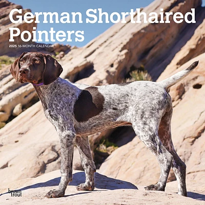 German Shorthaired Pointers Wall 2025 Calendar