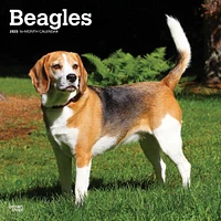 Beagles Wall 2025 Calendar