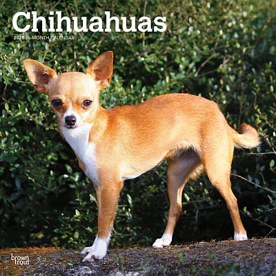 Chihuahuas Wall 2025 Calendar