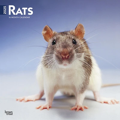 Rats Wall 2025 Calendar