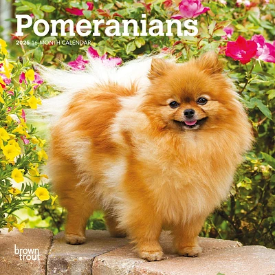 Pomeranians Mini 2025 Calendar