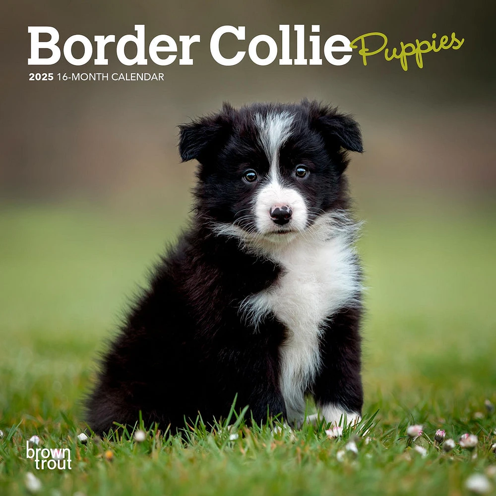 Border Collie Puppies Mini 2025 Calendar