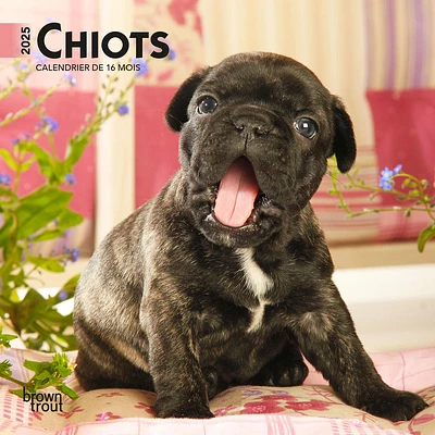 Chiots Mini 2025 Calendar (French)