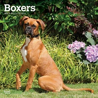 Boxers International Wall 2025 Calendar