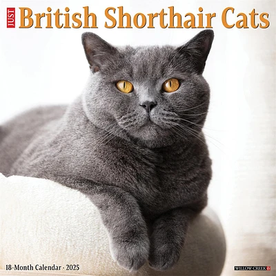 Just British Shorthair Cats Wall 2025 Calendar - Online Exclusive