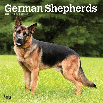 German Shepherds Wall 2025 Calendar - Online Exclusive