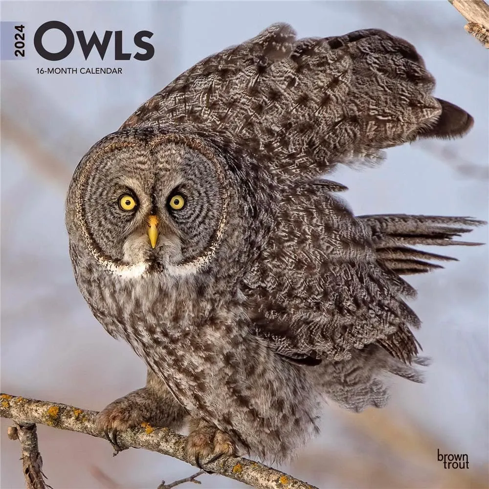 BrownTrout Owls 2024 Wall Calendar