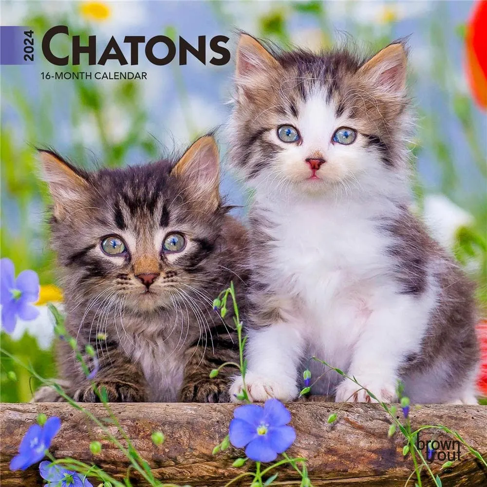 Calendrier Mural Chats et Chatons 2024