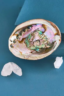 Abalone Shell