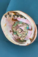 Abalone Shell