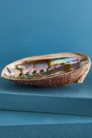 Abalone Shell