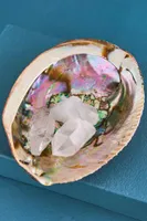 Abalone Shell