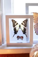 Two Butterflies in White Frame