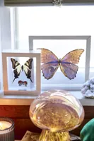 Two Butterflies in White Frame