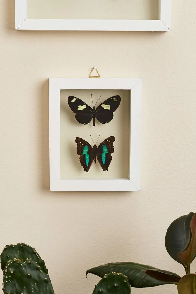 Two Butterflies in White Frame