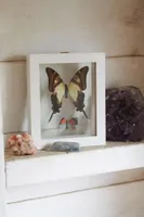 Two Butterflies in White Frame