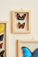 Two Butterflies in Natural Frame