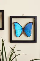 Blue Morpho Butterfly in Black Frame