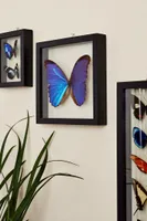 Blue Morpho Butterfly in Black Frame