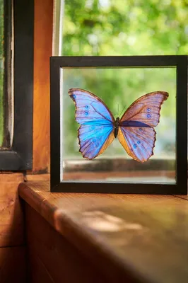 Blue Morpho Butterfly in Black Frame