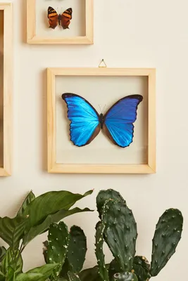 Blue Morpho Butterfly in Natural Frame