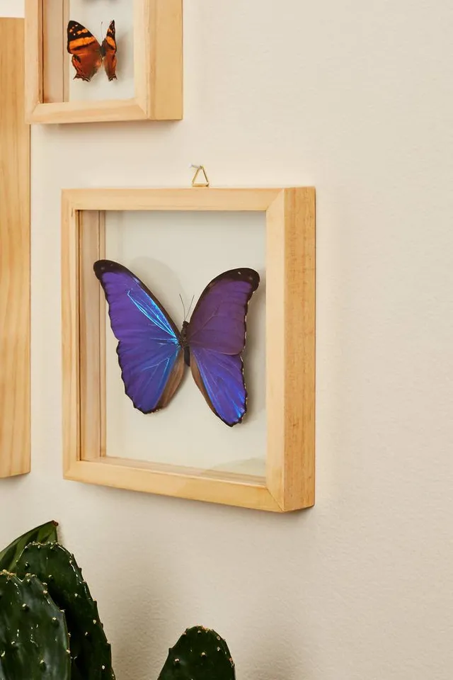 Earthbound Trading Blue Morpho Butterfly in Natural Frame