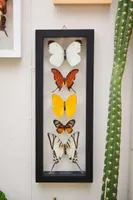 Five Butterflies in Black Frame