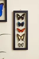Five Butterflies in Black Frame
