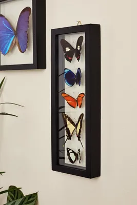 Five Butterflies in Black Frame